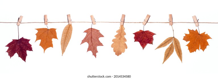autumn leaves hanging on clothespins on a rope isolated on white background, autumn banner, herbarium or leaves collection, natural colors