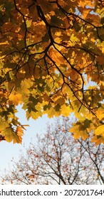 Autumn Leaves In Gellért Hill (Gellért-hegy), Budapest