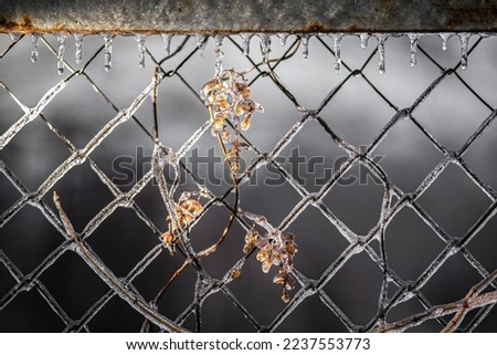Autumn leaves in ice on Frozen iron mesh fence, winter, ice, macro, december, january