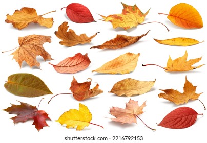 Autumn leaves isolated. Collection of colorful fallen autumn leaves isolated on white background. Autumn concept. - Powered by Shutterstock