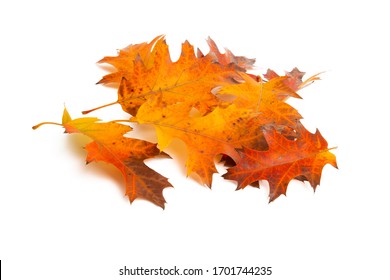 Autumn Leaves Isolated On White Background