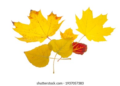 Autumn Leaves Isolated On White Background 