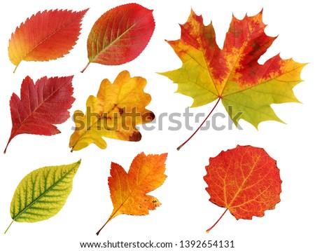 autumn leaves isolated on a white background. Elm and oak, hawthorn and black-fruited mountain ash, maple and aspen.