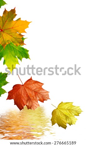 Similar – Foto Bild Herbst Natur Pflanze Klima