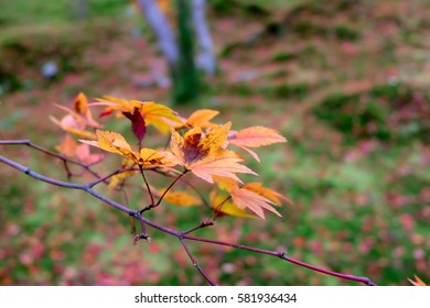 Autumn leaves, japanese red maple tree, Kyoto, Japan