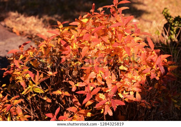 Autumn Leaves Japanese Spirea Spiraea Japonica Stock Photo Edit Now