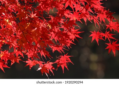 アメリカハナノキ Images Stock Photos Vectors Shutterstock