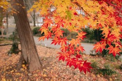Autumn Leaves In Kyoto Japan. Red Maple Leaves In Autumn Season.