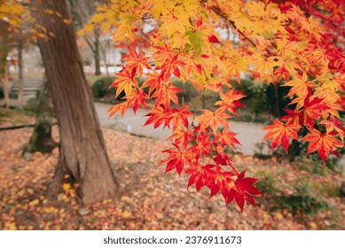 Autumn leaves in kyoto japan. Red maple leaves in autumn season. Foto Stok