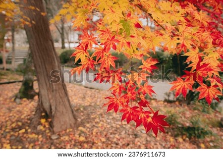 Autumn leaves in kyoto japan. Red maple leaves in autumn season.