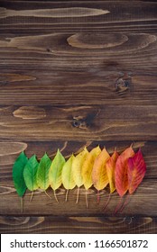 Autumn leaves laid out in a strip passes from green to red on a wooden background. The concept of changing the season.