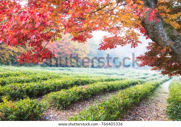 Autumn leaves\
landscape