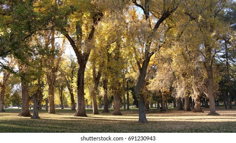 Autumn Leaves In Liberty Park, UT