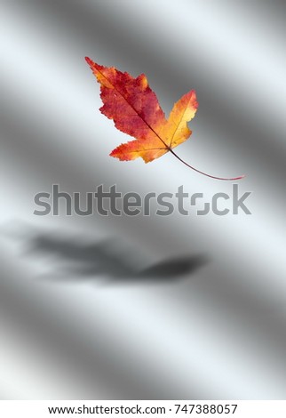 Similar – Autumn foliage I