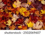 Autumn leaves of maple trees. Autumn fall leaves in sunlight. Natural autumn background. Autumnal fall background. Foliage, falling leaves background. Autumn leaf. Falling leaves background.