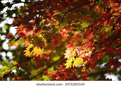 Autumn leaves of maple trees in the forest - Powered by Shutterstock