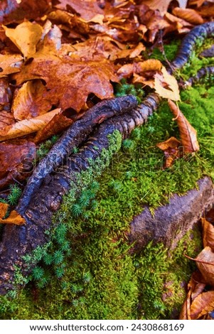 Autumn Leaves, Moss-Covered Log, Forest Floor Detail