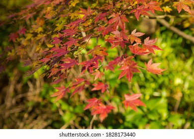 Autumn Leaves At Mount Wilson.