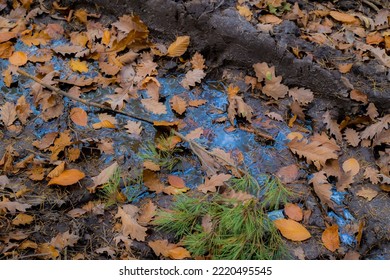 Autumn Leaves In The Muddy Puddle