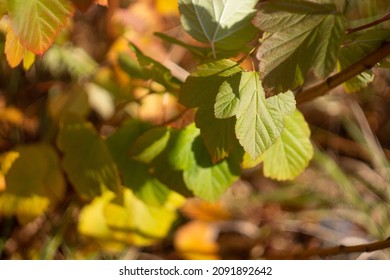 Autumn Leaves Nature Russia Yellow Red Green Bokeh