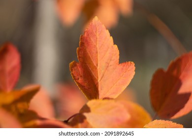 Autumn Leaves Nature Russia Yellow Red Green Bokeh