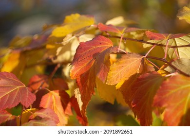 Autumn Leaves Nature Russia Yellow Red Green Bokeh