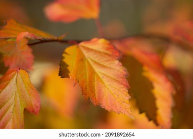 Autumn Leaves Nature Russia Yellow Red Green Bokeh