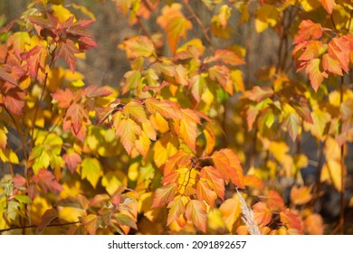 Autumn Leaves Nature Russia Yellow Red Green Bokeh