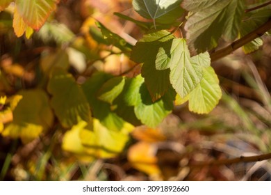 Autumn Leaves Nature Russia Yellow Red Green Bokeh