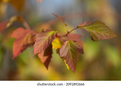 Autumn Leaves Nature Russia Yellow Red Green Bokeh