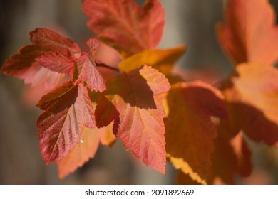 Autumn Leaves Nature Russia Yellow Red Green Bokeh