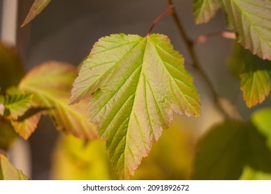 Autumn Leaves Nature Russia Yellow Red Green Bokeh