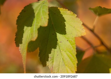 Autumn Leaves Nature Russia Yellow Red Green Bokeh