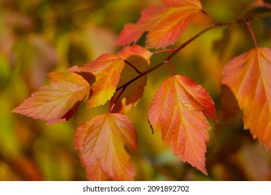 Autumn Leaves Nature Russia Yellow Red Green Bokeh