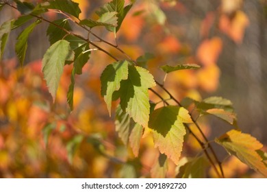 Autumn Leaves Nature Russia Yellow Red Green Bokeh