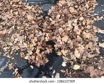 Autumn Leaves In Newport, Australia