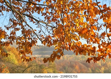 Autumn Leaves On Beech Tree Branch. Beautiful Sunny Autumn Landscape.