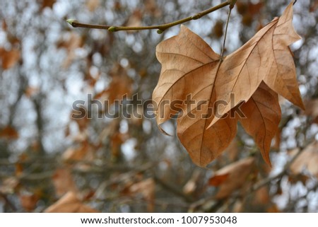 Similar – November blues Oak leaf