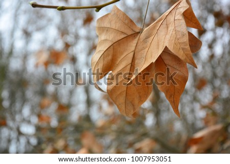 Similar – November blues Oak leaf