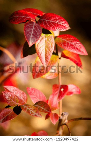 Similar – Foto Bild Die Blätter im Herbst werden gelb.