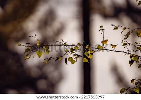 Similar – Herbstwald Natur