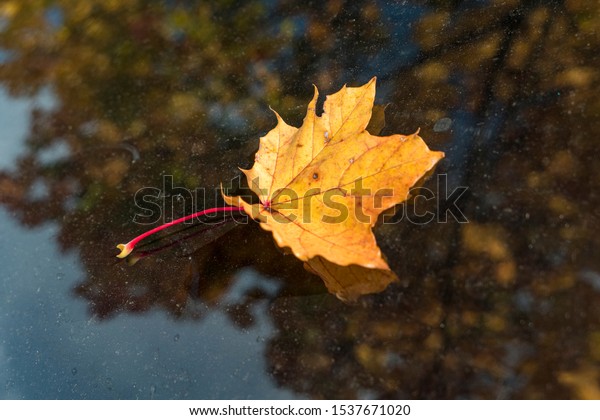 Autumn leaves on a car\
roof