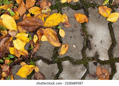 Autumn Leaves On A City Path And Paving Stones, Top View, Close-up.