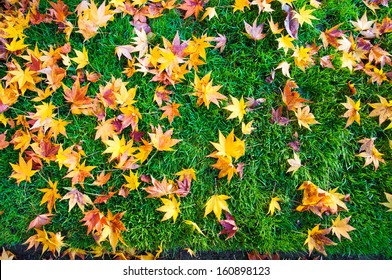 Autumn Leaves On Grass