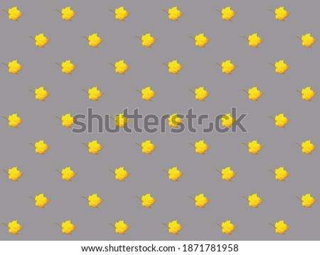 Autumn leaves on gray background as pattern. Yellow maple leaf. Flat lay. Colors of two thousand and twenty-first.