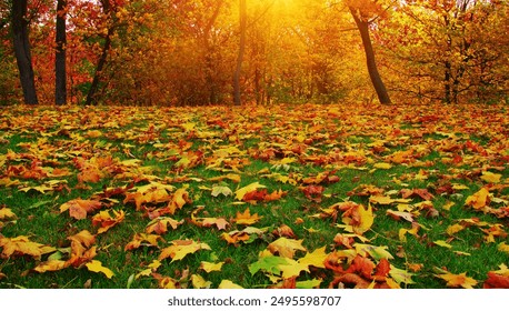 Autumn leaves on green grass against the background of fall colorful trees with sunbeams - Powered by Shutterstock