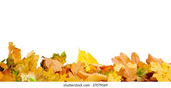 Autumn Leaves On The Ground