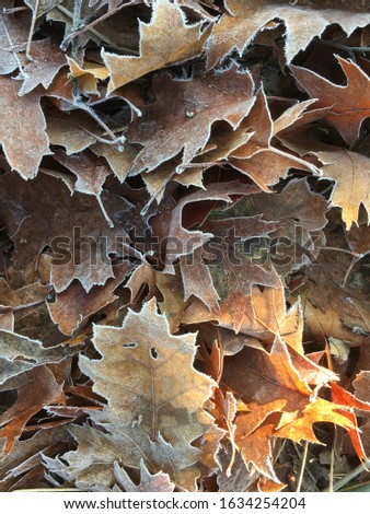 Autumn leaves on the ground in winterseason, with a sunny spot in an abstract pattern.
