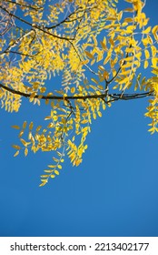 Autumn Leaves On Japanese Pagoda Tree