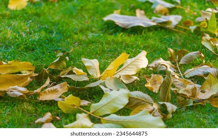 Autumn leaves on the lawn. Autumn means long-awaited changes. This is the time of the year when the air begins to take on a feeling of freshness and coolness, and the leaves begin to change color. - Shutterstock ID 2345644875